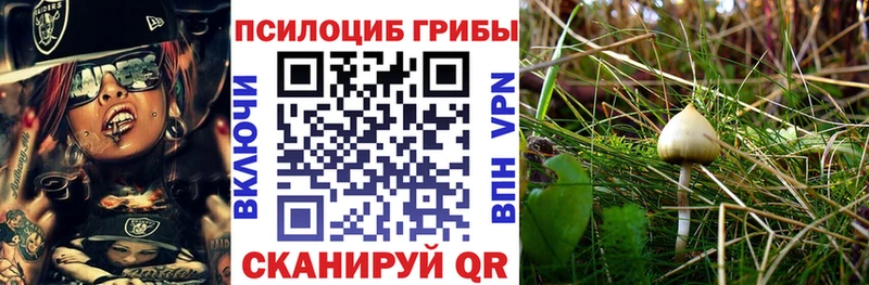 Купить  Апшеронск  Галлюциногенные грибы мицелий 